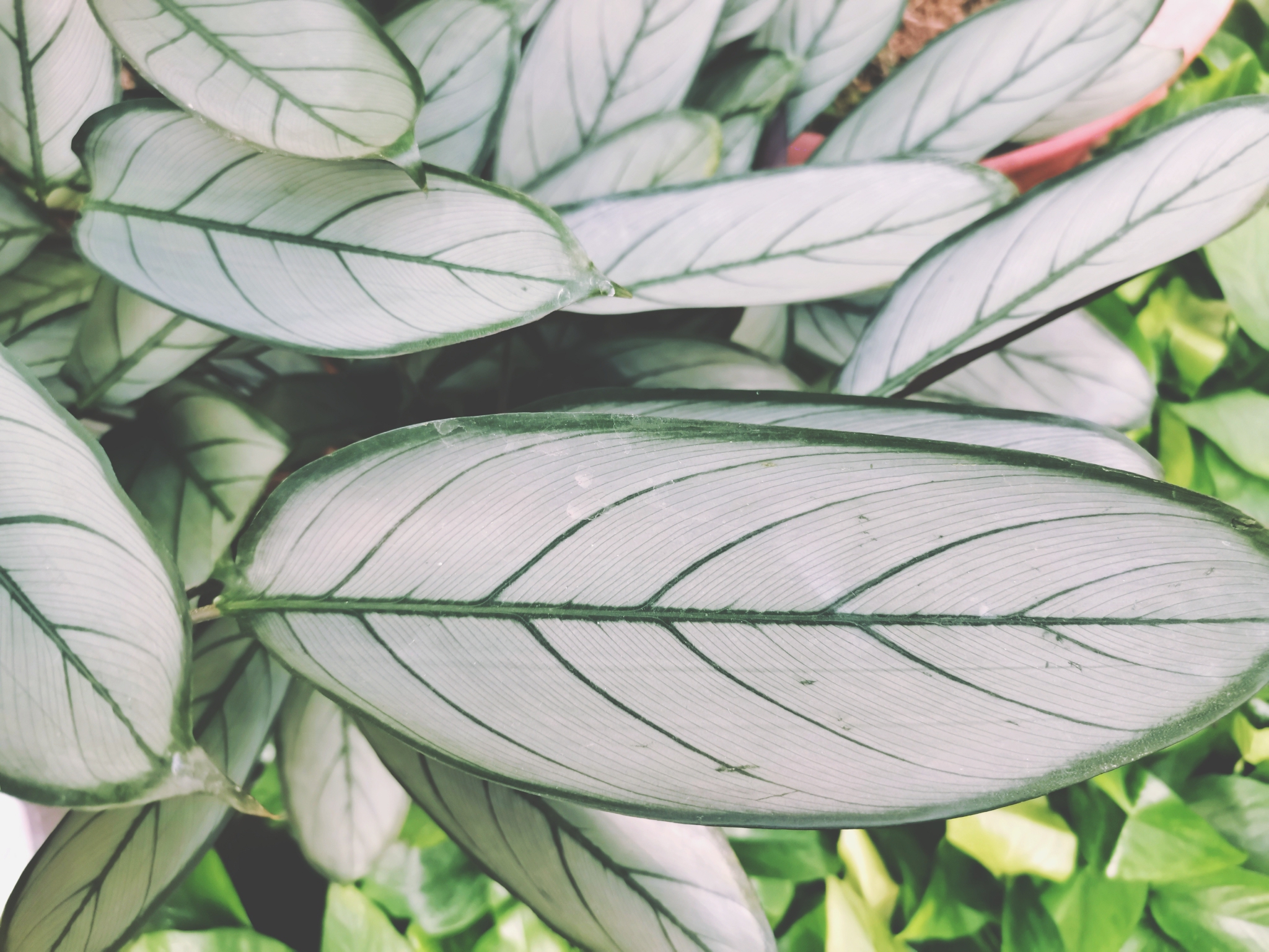 叶子像羽毛的飞羽竹芋,原创拍摄__财经头条