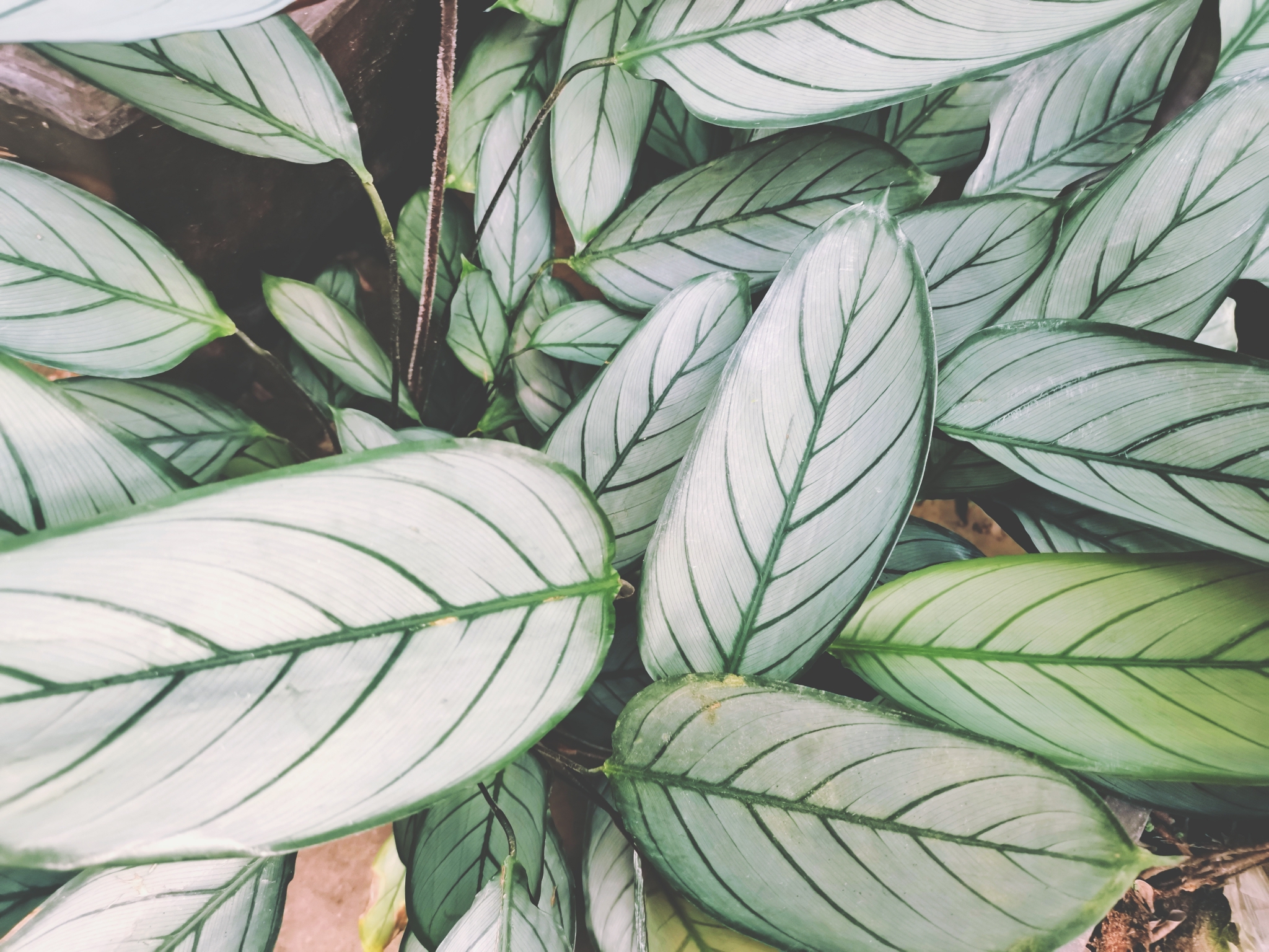 叶子像羽毛的飞羽竹芋,原创拍摄__财经头条