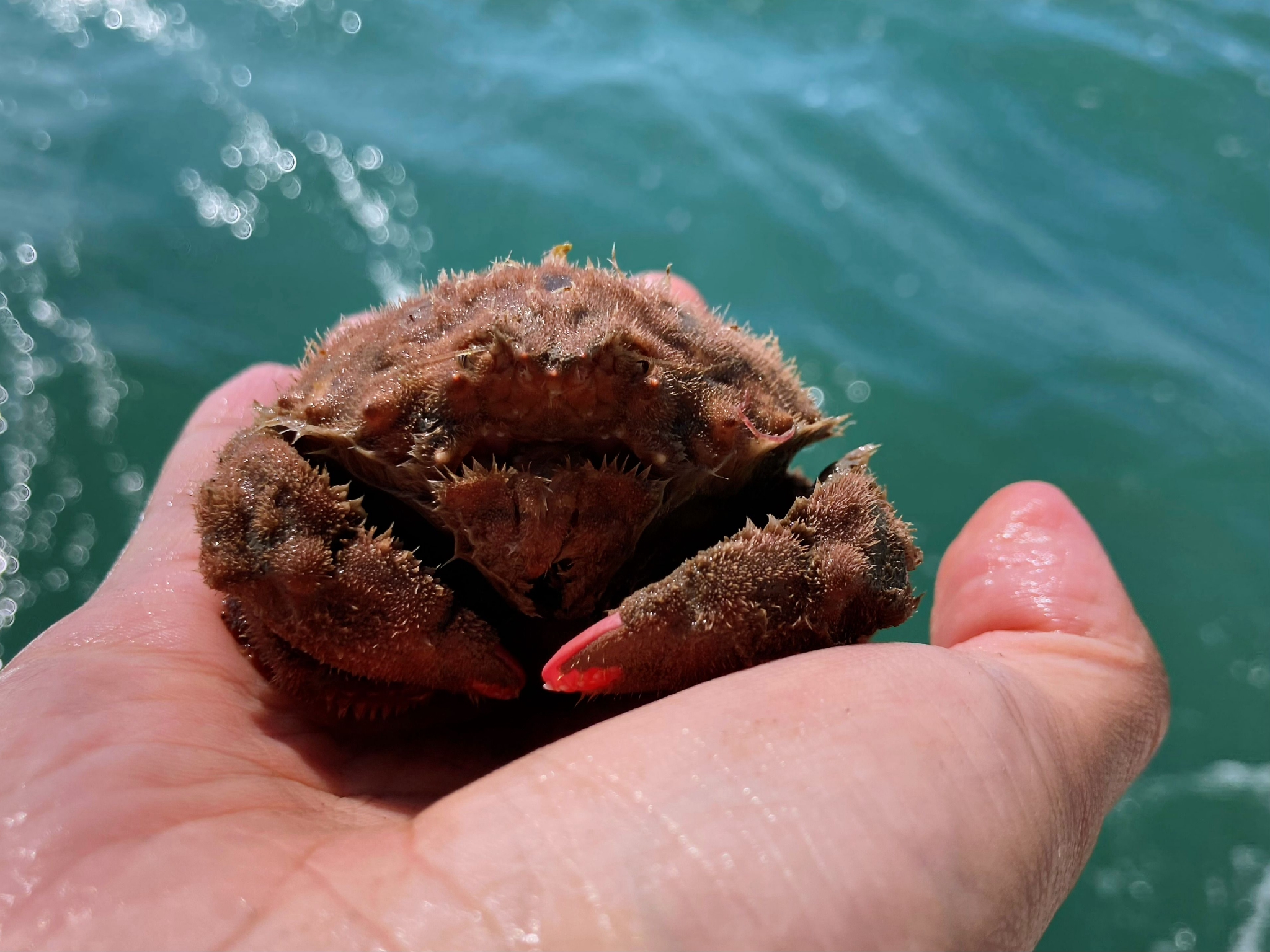 拟棉蟹/海绵蟹dromia sp_高清图集_新浪网