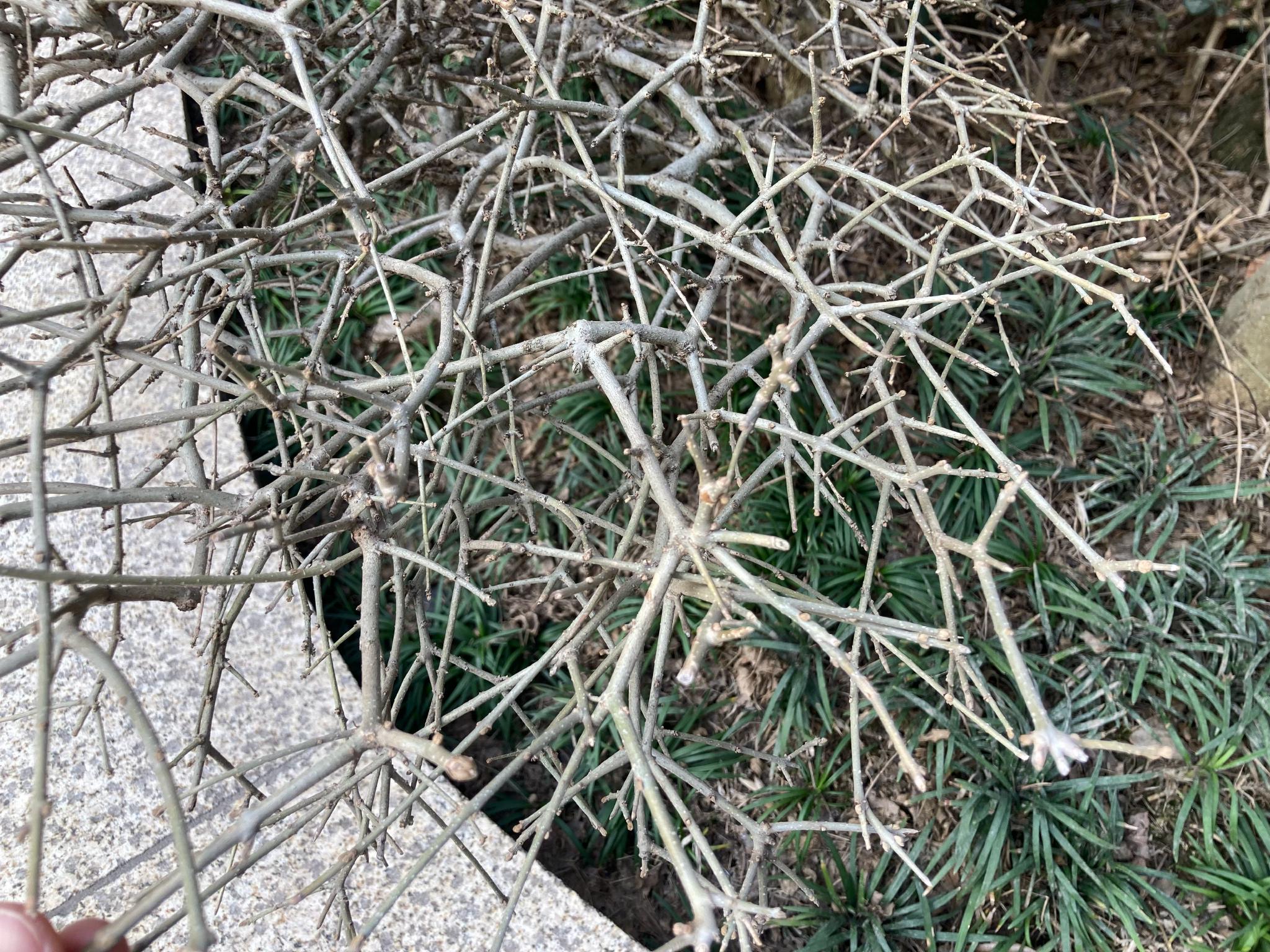 对节白蜡fraxinus hubeiensis__财经头条