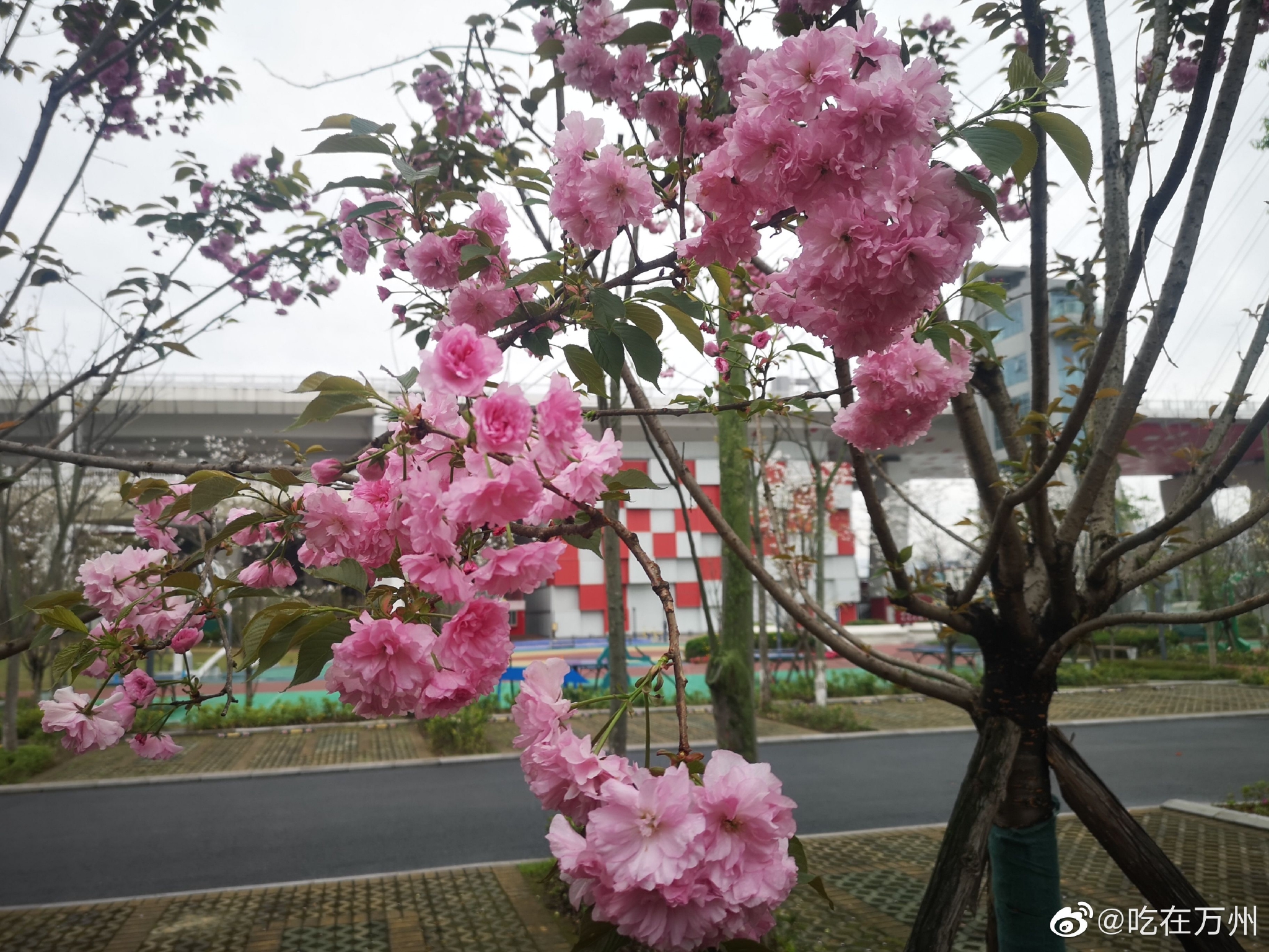 万州区樱花渡公园一树树樱花盛开