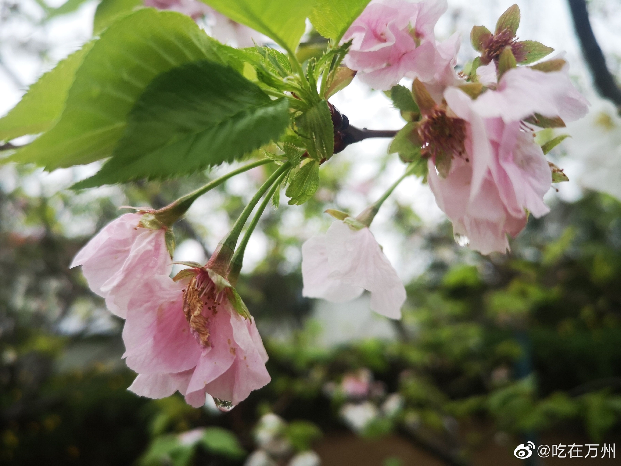 万州区樱花渡公园一树树樱花盛开……__财经头条