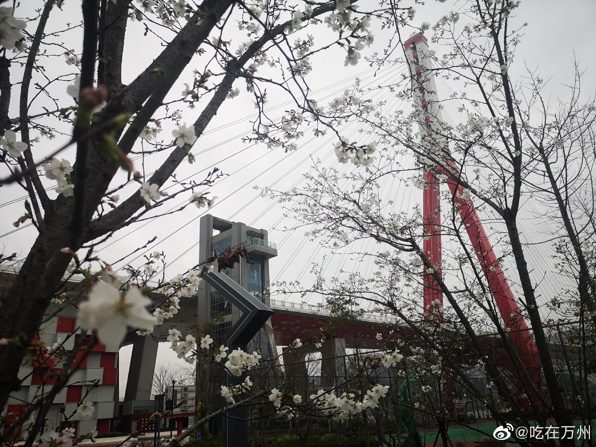 万州区樱花渡公园一树树樱花盛开