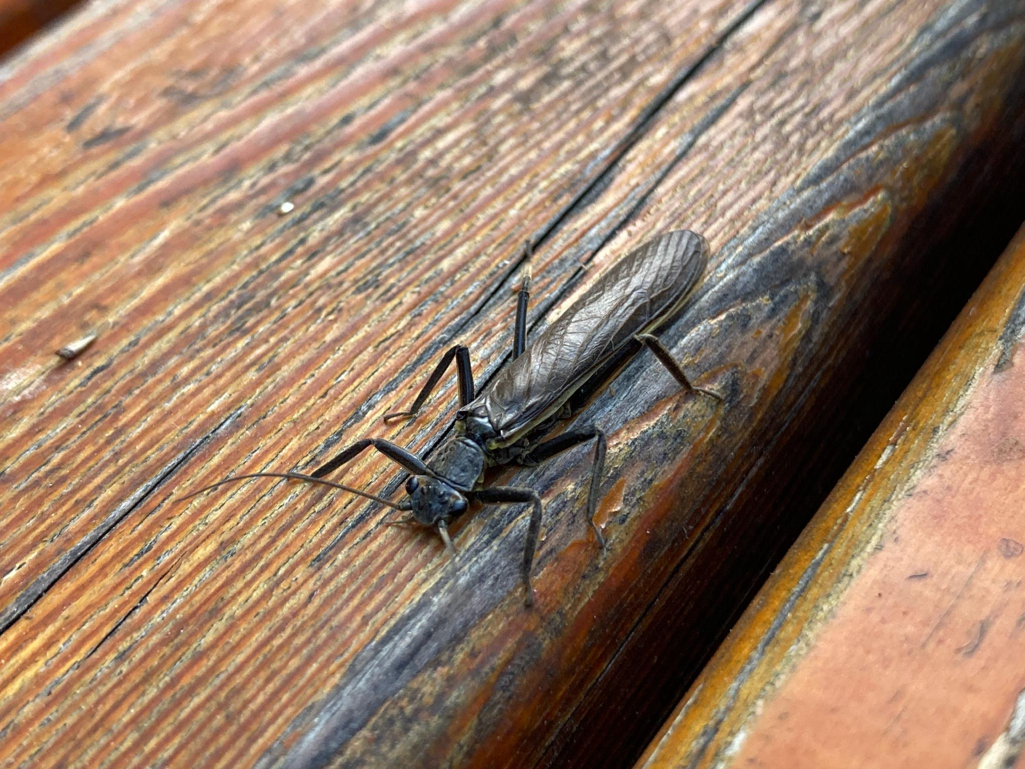 发现一种长相怪异的昆虫80翅目石蝇