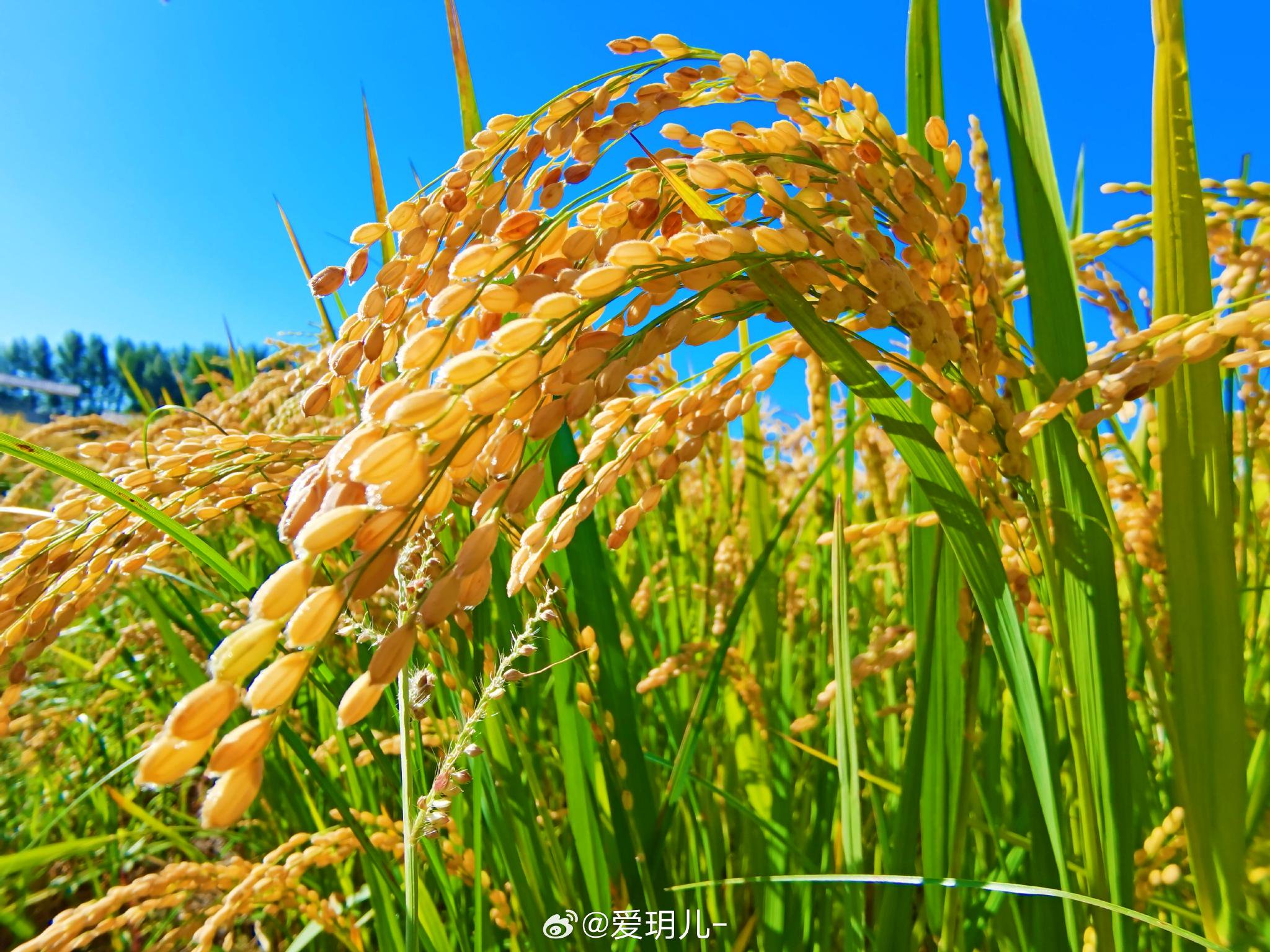 不安即安无禅即禅水稻成熟了