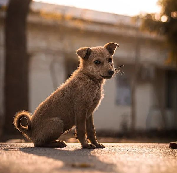 小马犬的悲哀思想为什么转变了?|主人|金毛|胖妈妈_新浪新闻