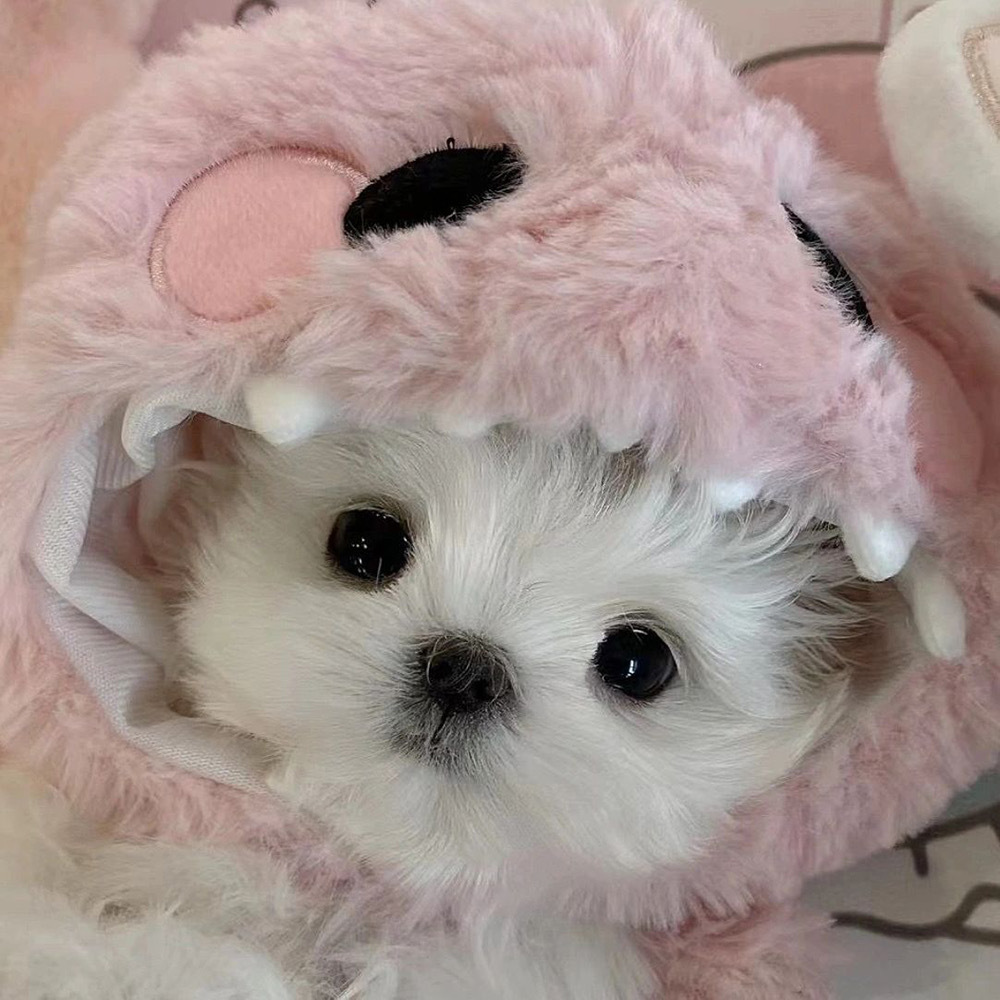 可爱小狗363436373039马尔济斯头像