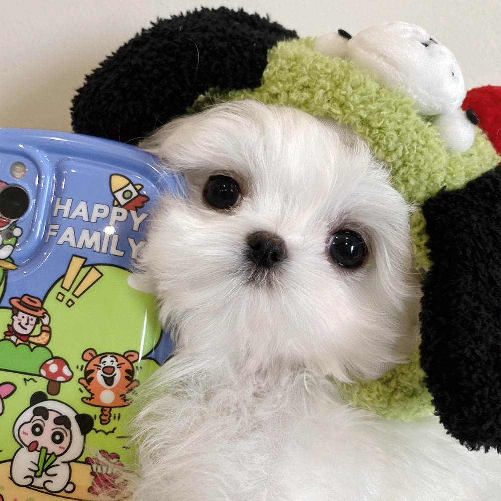 可爱小狗363436373039马尔济斯头像