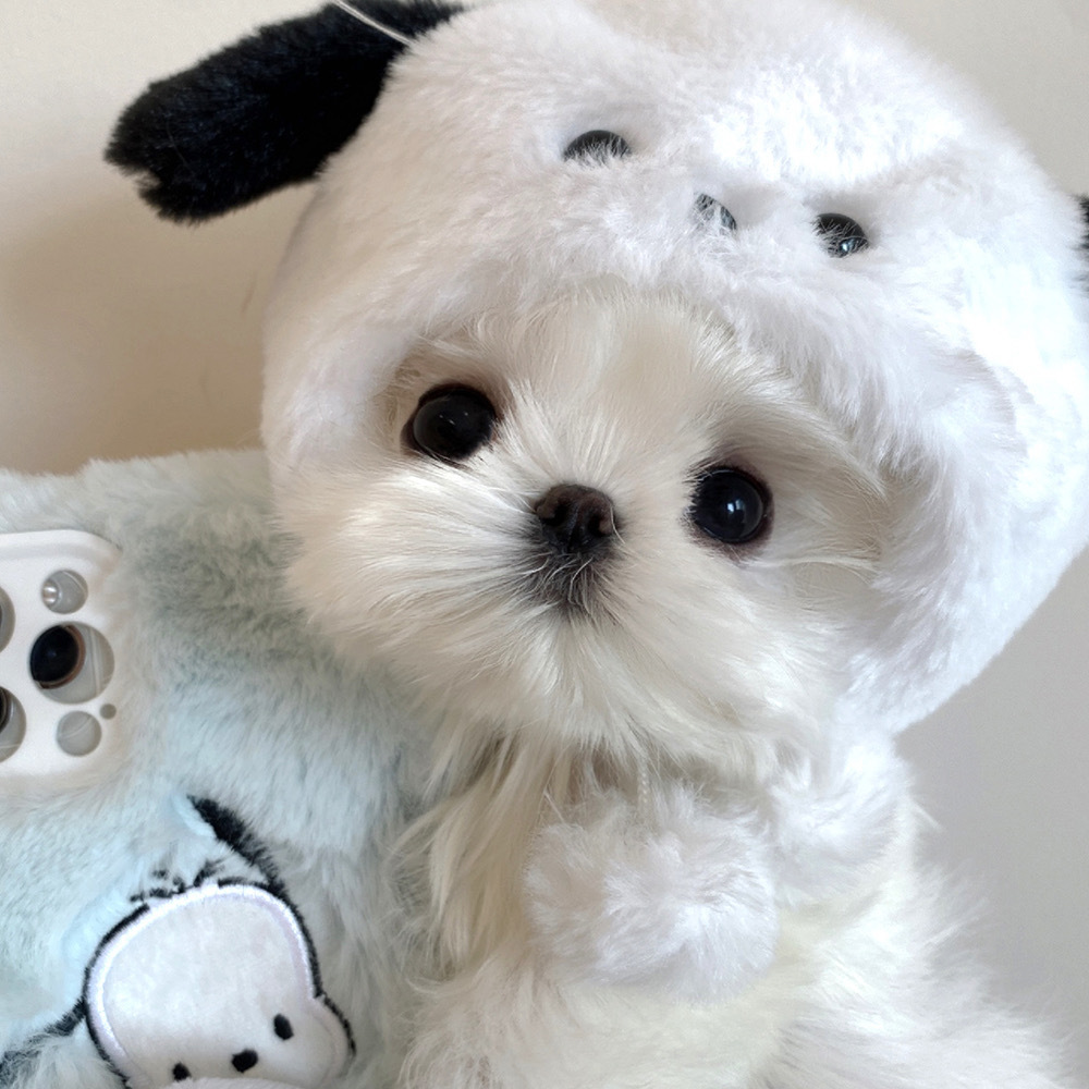 可爱小狗363436373039马尔济斯头像