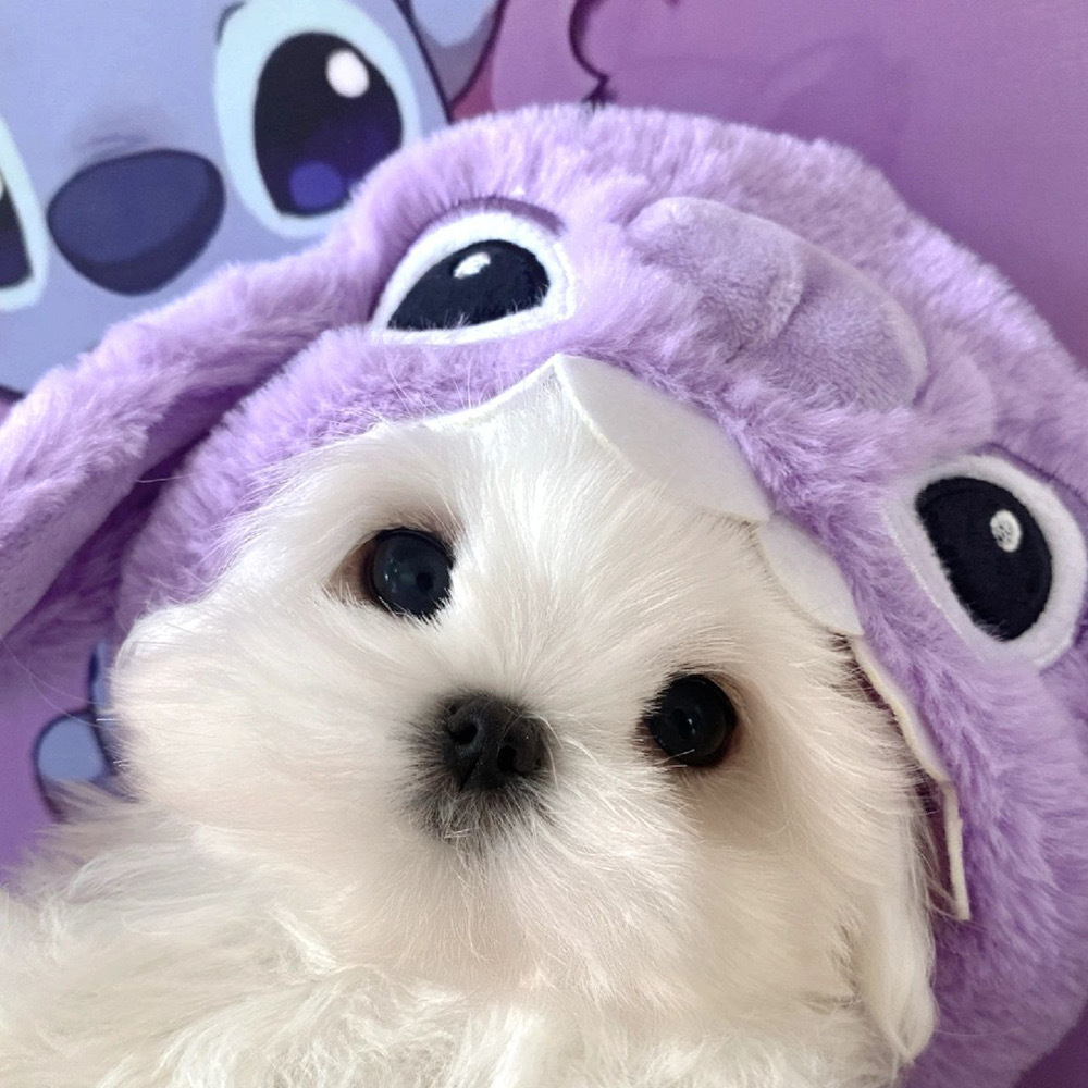 可爱小狗363436373039马尔济斯头像