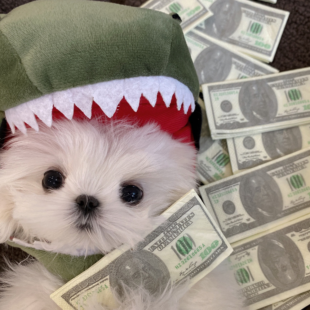 可爱小狗363436373039马尔济斯头像