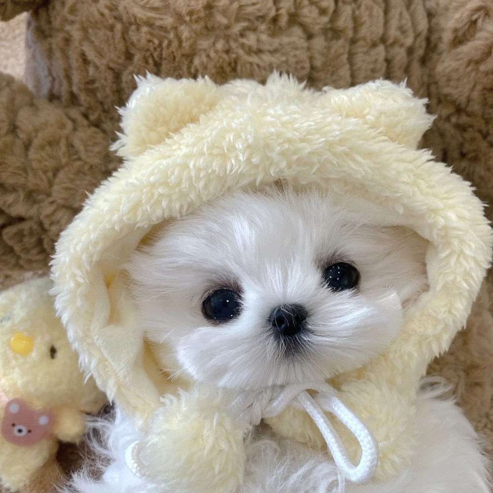 可爱小狗363436373039马尔济斯头像