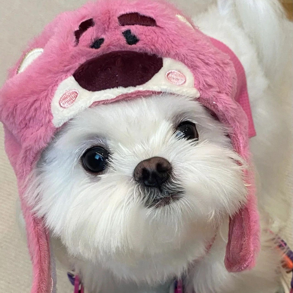 可爱小狗363436373039马尔济斯头像