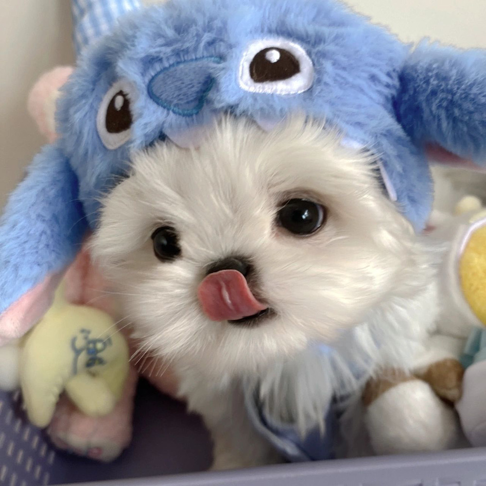 可爱小狗363436373039马尔济斯头像