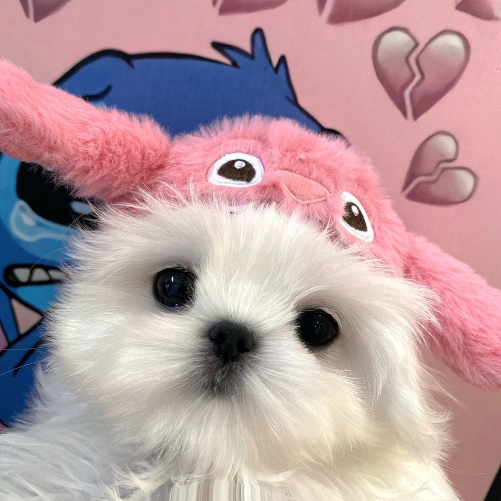 可爱小狗363436373039马尔济斯头像