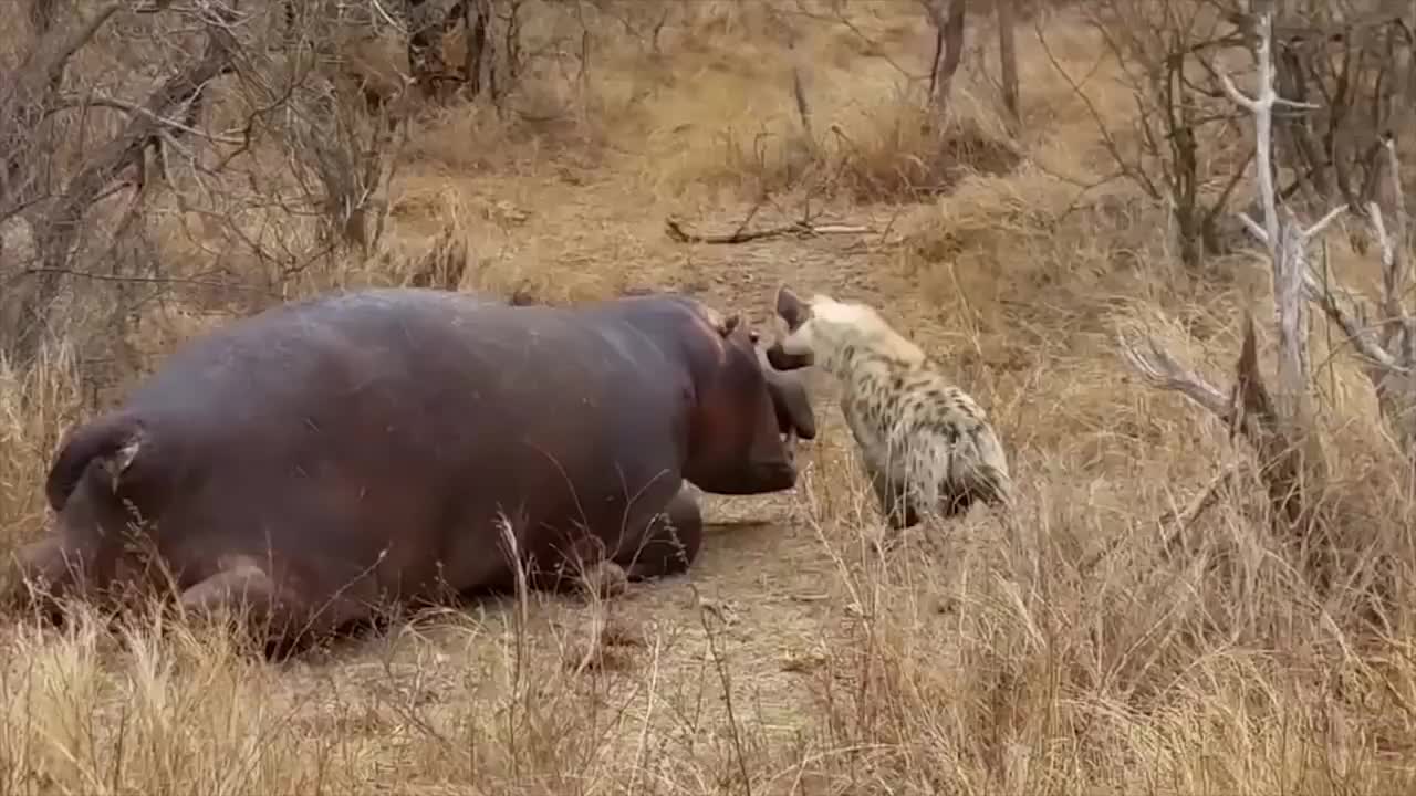 饥饿的鬣狗捕食河马它却一动不动这是为什么