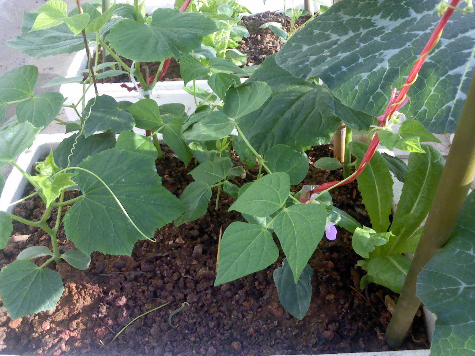 清明节快到了,农村庭院之中该种植哪些瓜果蔬菜?答案来了