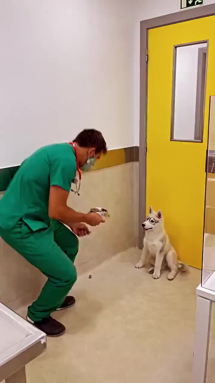 小二哈去打针不仅不怕还超期待能再来一针吗没吃饱