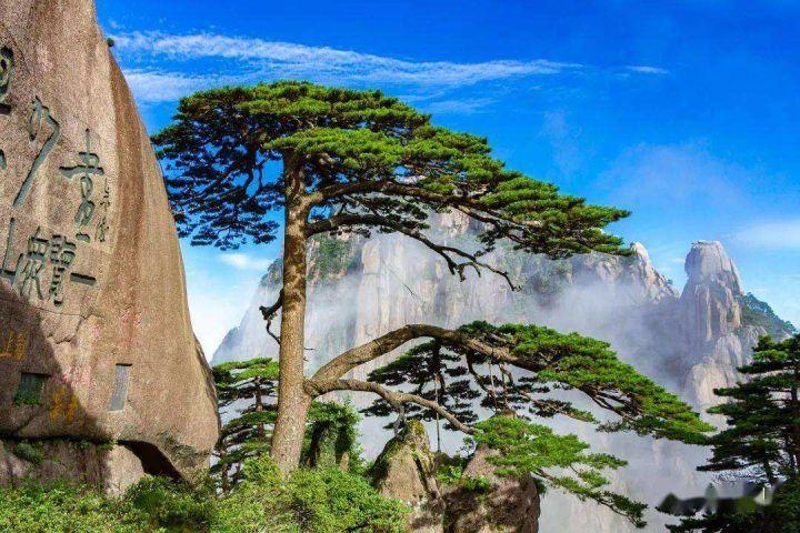 我国有多少古树名木?普查显示超508万株,云南省最多,占全国1/5休闲区蓝鸢梦想 - Www.slyday.coM 我国有多少古树名木?普查显示超508万株,云南省最多,占全国1/5休闲区蓝鸢梦想 - Www.slyday.coM