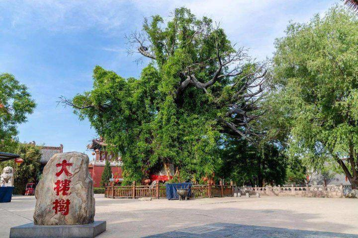 我国有多少古树名木?普查显示超508万株,云南省最多,占全国1/5休闲区蓝鸢梦想 - Www.slyday.coM 我国有多少古树名木?普查显示超508万株,云南省最多,占全国1/5休闲区蓝鸢梦想 - Www.slyday.coM