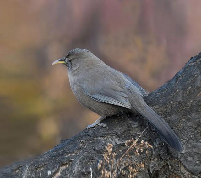别看TA其貌不扬,这可是我国独有的鸟类休闲区蓝鸢梦想 - Www.slyday.coM 别看TA其貌不扬,这可是我国独有的鸟类休闲区蓝鸢梦想 - Www.slyday.coM