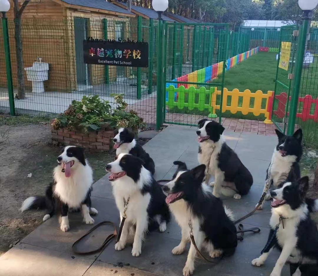狗圈也内卷培训收费4000元起宠物学校却只能为爱发电