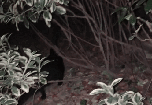 网友顿时来了兴趣,连忙喊着黑宝的名字,没过多久