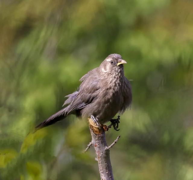 别看TA其貌不扬,这可是我国独有的鸟类休闲区蓝鸢梦想 - Www.slyday.coM 别看TA其貌不扬,这可是我国独有的鸟类休闲区蓝鸢梦想 - Www.slyday.coM