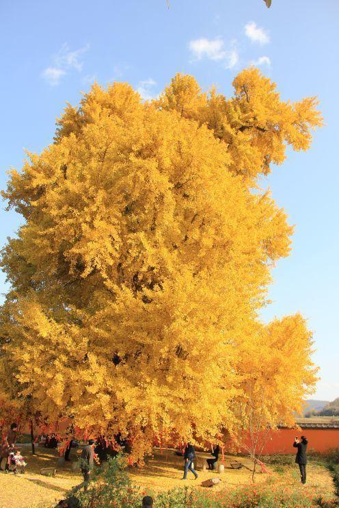 我国有多少古树名木?普查显示超508万株,云南省最多,占全国1/5休闲区蓝鸢梦想 - Www.slyday.coM 我国有多少古树名木?普查显示超508万株,云南省最多,占全国1/5休闲区蓝鸢梦想 - Www.slyday.coM