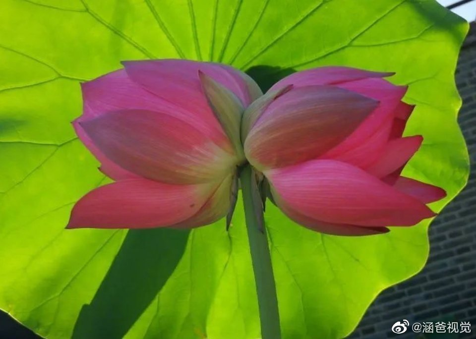 花开两朵,可谓同心,同根,同福,同生.