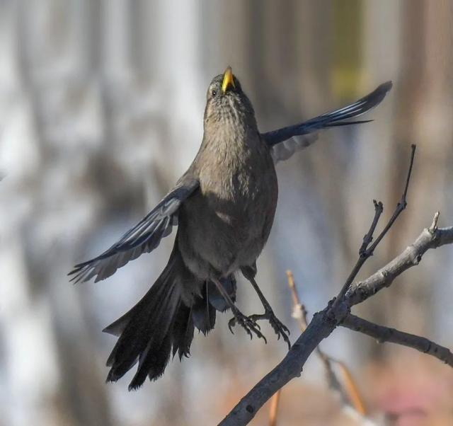 别看TA其貌不扬,这可是我国独有的鸟类休闲区蓝鸢梦想 - Www.slyday.coM 别看TA其貌不扬,这可是我国独有的鸟类休闲区蓝鸢梦想 - Www.slyday.coM