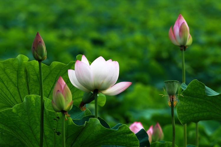 真正厉害的女人，往往都很安静休闲区蓝鸢梦想 - Www.slyday.coM