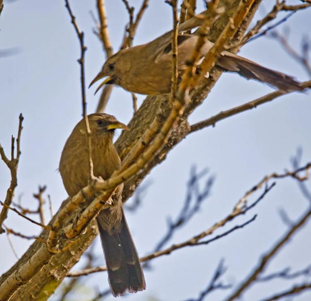 别看TA其貌不扬,这可是我国独有的鸟类休闲区蓝鸢梦想 - Www.slyday.coM 别看TA其貌不扬,这可是我国独有的鸟类休闲区蓝鸢梦想 - Www.slyday.coM