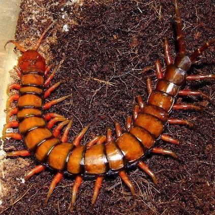 这种蜈蚣一般长8-25厘米,头上有一对触角,21对脚和21个单独的节段.