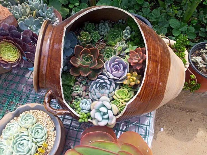 大水缸养花30年不用换盆放门口能当传家宝