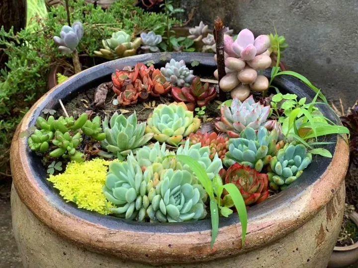 大水缸养花30年不用换盆放门口能当传家宝