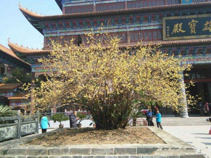 我国有多少古树名木?普查显示超508万株,云南省最多,占全国1/5休闲区蓝鸢梦想 - Www.slyday.coM 我国有多少古树名木?普查显示超508万株,云南省最多,占全国1/5休闲区蓝鸢梦想 - Www.slyday.coM