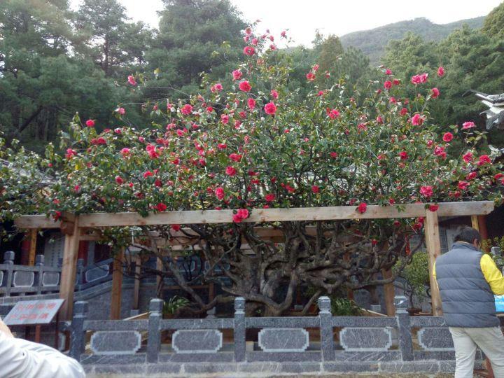 我国有多少古树名木?普查显示超508万株,云南省最多,占全国1/5休闲区蓝鸢梦想 - Www.slyday.coM 我国有多少古树名木?普查显示超508万株,云南省最多,占全国1/5休闲区蓝鸢梦想 - Www.slyday.coM