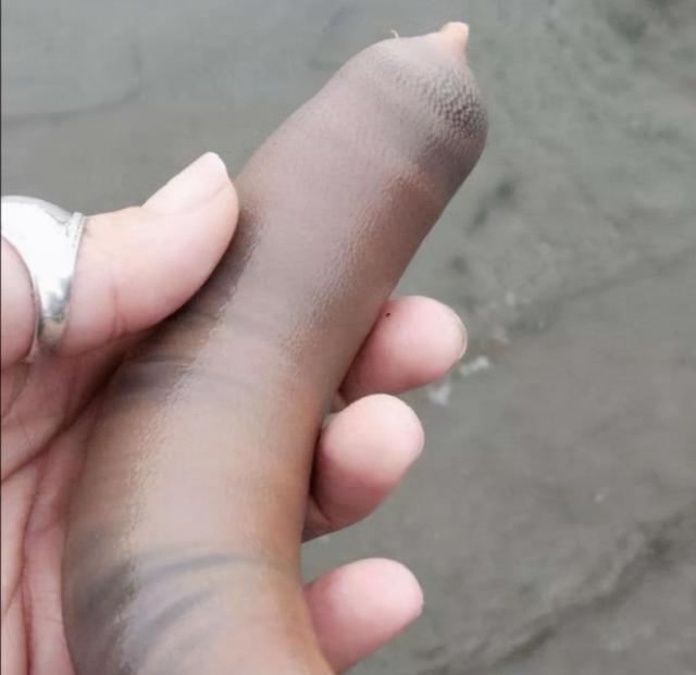 长相怪怪的海肠子一伸一缩长度可差5倍还像韭菜一样割了会长