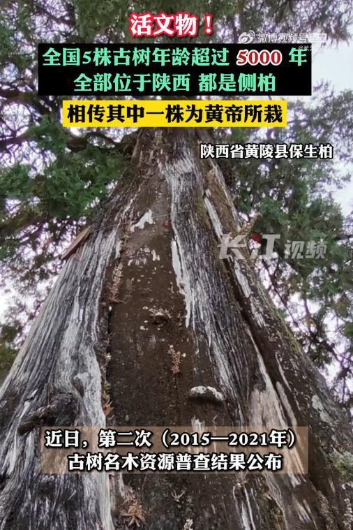 热搜第一!全国仅有5株5000岁古树,均在这一省!网友:见证了中华文明休闲区蓝鸢梦想 - Www.slyday.coM 热搜第一!全国仅有5株5000岁古树,均在这一省!网友:见证了中华文明休闲区蓝鸢梦想 - Www.slyday.coM