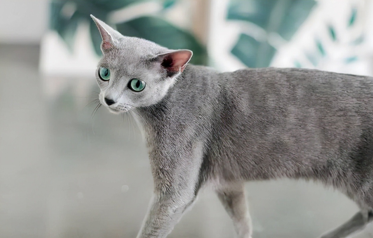 实在是可笑！对俄罗斯的猫进行制裁，猫咪：我做错了什么？休闲区蓝鸢梦想 - Www.slyday.coM