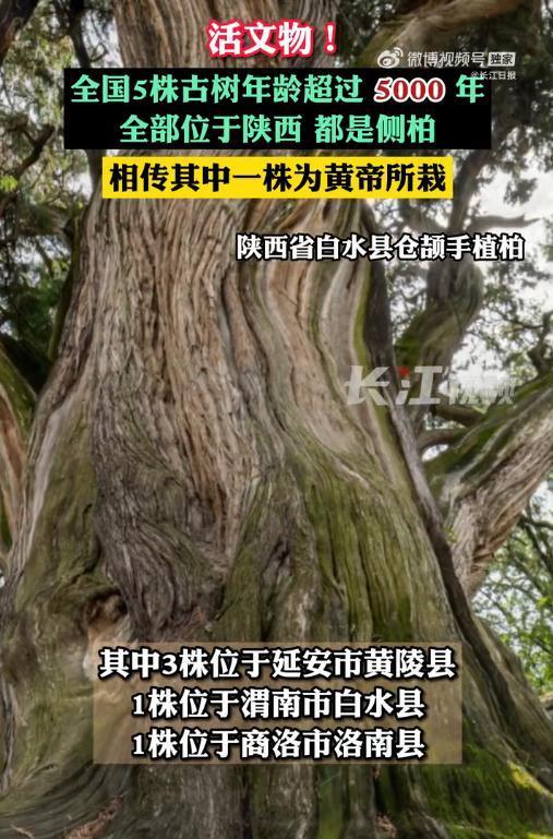 热搜第一!全国仅有5株5000岁古树,均在这一省!网友:见证了中华文明休闲区蓝鸢梦想 - Www.slyday.coM 热搜第一!全国仅有5株5000岁古树,均在这一省!网友:见证了中华文明休闲区蓝鸢梦想 - Www.slyday.coM