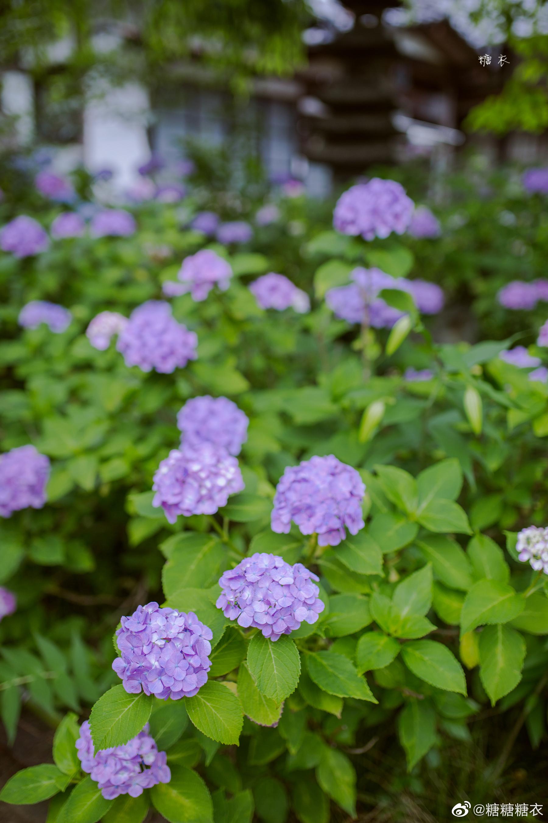 去年仙台北山资福寺的紫阳花 紫阳花和汉服还是很配的 去年仙台北山资福寺的紫阳花 紫阳花和汉服还是很配的