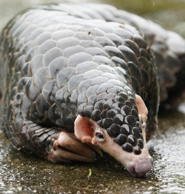 安徽南陵:一只中华穿山甲被成功救治并放归山林|野生动物|穿山甲|人民