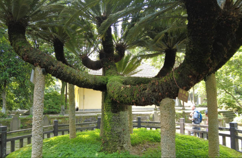 奇这棵铁树竟有11个头