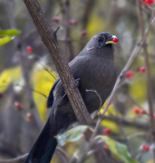 别看TA其貌不扬,这可是我国独有的鸟类休闲区蓝鸢梦想 - Www.slyday.coM 别看TA其貌不扬,这可是我国独有的鸟类休闲区蓝鸢梦想 - Www.slyday.coM