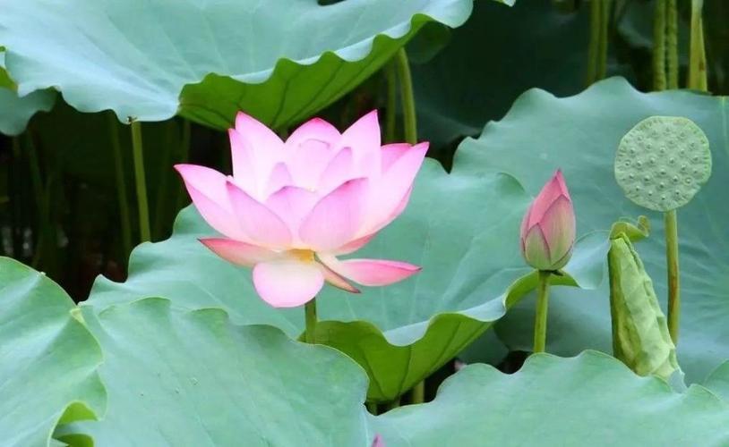 真正厉害的女人，往往都很安静休闲区蓝鸢梦想 - Www.slyday.coM