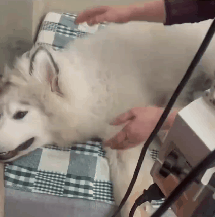 二哈生吞10斤狗粮,差点把肚子撑破,主人:曾吞过2斤石头!