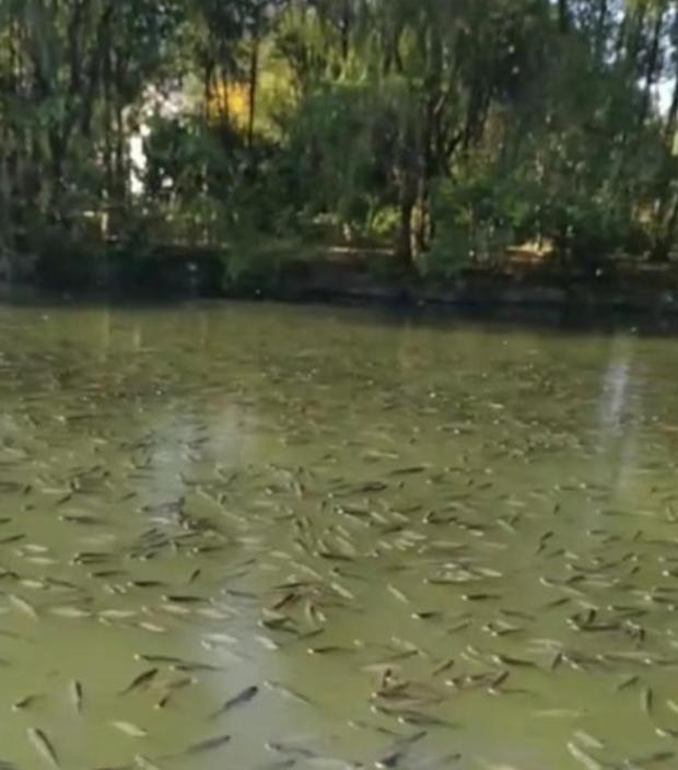 “喝醉的鱼”见过吗？浙江一酒厂起火黄酒流入河中，鱼儿全部醉倒休闲区蓝鸢梦想 - Www.slyday.coM