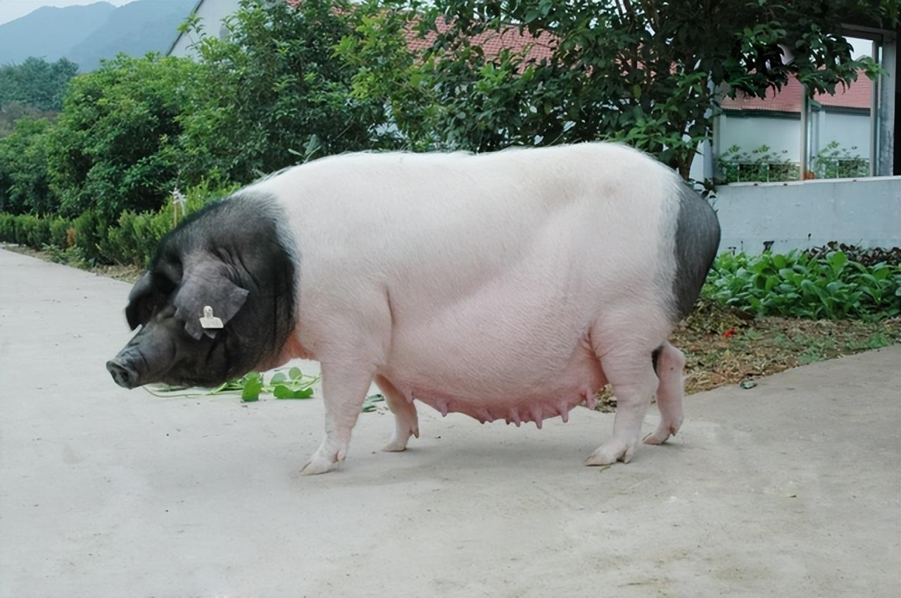 猪肉为啥没有以前香了?猪八戒从黑猪变白猪,隐藏着本土猪的危机
